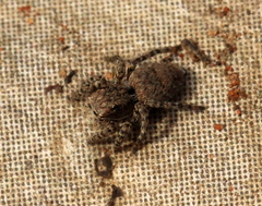Salticidae