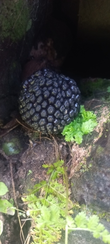 Sauromatum venosum, photograph 2