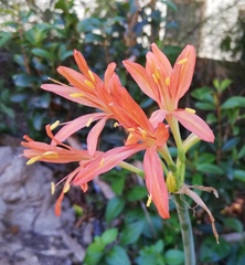 Cyrtanthus montanus