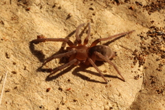 Gnaphosidae