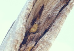 Aphelocephala leucopsis