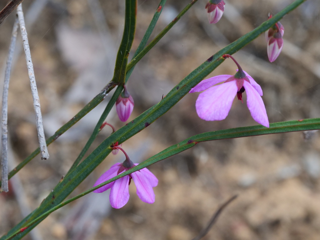 Tetratheca affinis