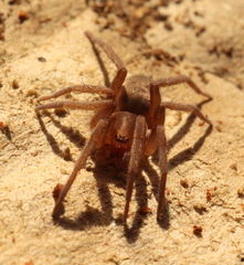 Gnaphosidae