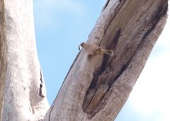 Aphelocephala leucopsis