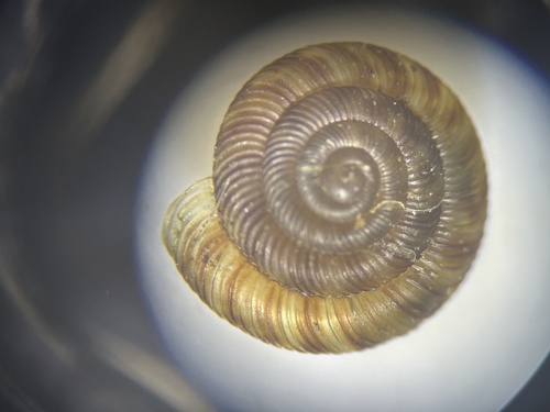 Gonyodiscus rotundatus