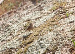 Aphelocephala leucopsis