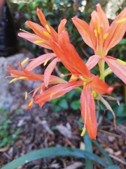 Cyrtanthus montanus