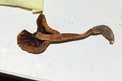 Psilocybe stuntzii