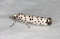Yponomeuta internellus