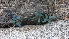 Penstemon clevelandii clevelandii