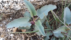 Penstemon clevelandii clevelandii