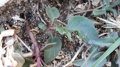 Penstemon clevelandii clevelandii