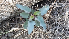 Penstemon clevelandii clevelandii
