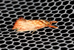 Crepidosceles chryserythra