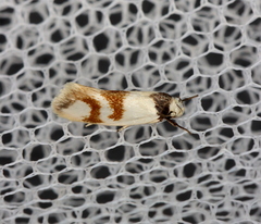 Antipterna trilicella