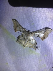 Krananda extranotata