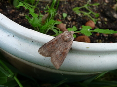 Protolampra sobrina