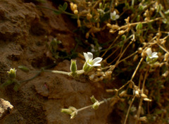 Arenaria deflexa