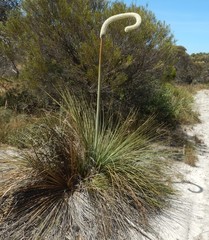 Xanthorrhoea caespitosa