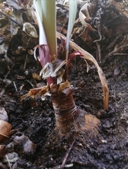 Cyrtanthus montanus