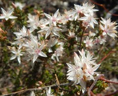 Calytrix alpestris