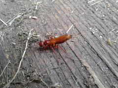 Sphictostethus nitidus