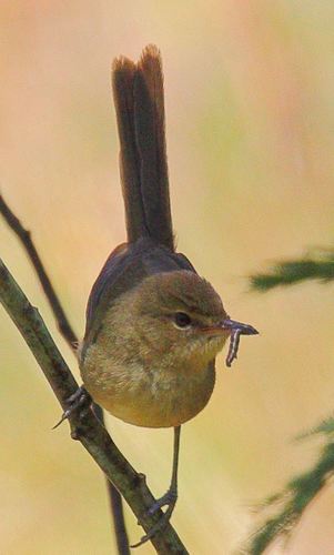 Malagasy Brush-Warbler