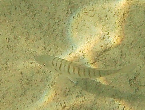 Striped Seabream (Lithognathus mormyrus)