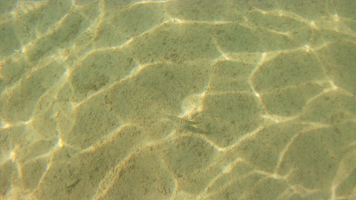 Striped Seabream (Lithognathus mormyrus)
