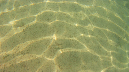 Striped Seabream (Lithognathus mormyrus)