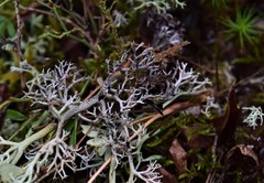 Cladonia stygia