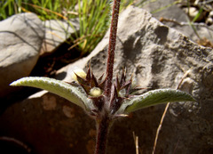 Stachys libanotica