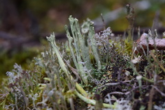 Cladonia sulphurina