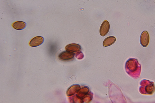 Psilocybe strictipes image