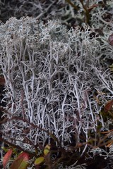 Cladonia stygia