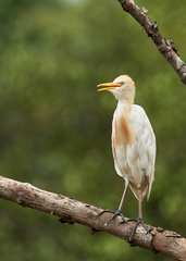 Bubulcus ibis