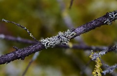 Parmeliopsis capitata