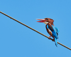 Halcyon smyrnensis