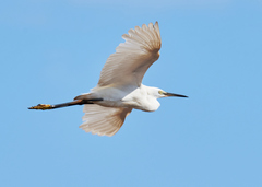 Egretta garzetta