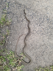 Psammophis brevirostris