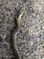Psammophis brevirostris