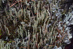 Cladonia cornuta