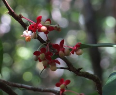 Brackenridgea australiana