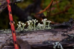 Cladonia botrytes