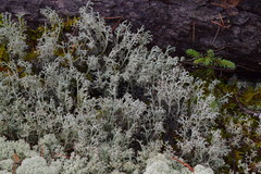 Cladonia stygia