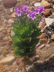 Pelargonium cucullatum cucullatum