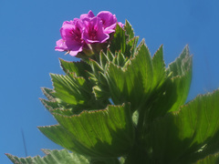 Pelargonium cucullatum cucullatum