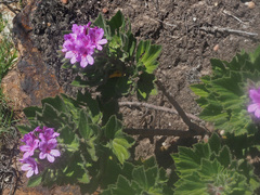 Pelargonium cucullatum cucullatum