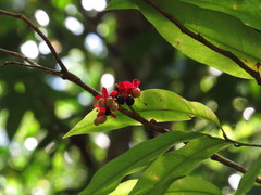 Brackenridgea australiana