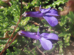 Lobelia chamaepitys